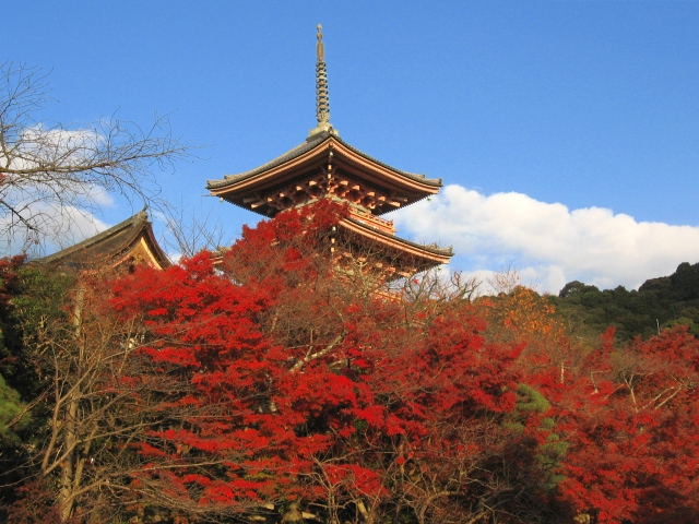2024年日本直銷市場前50大排行榜